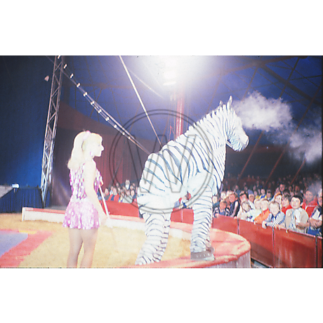 Wunder - Zebra