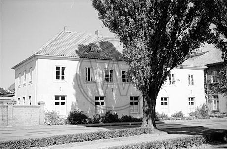 Baum vor weißem Haus