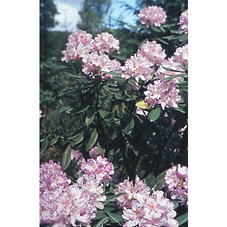 Rhododendron