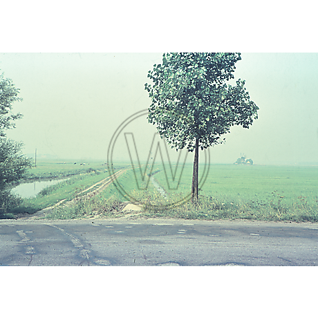 Schwarzes Brack Ellenserdamm