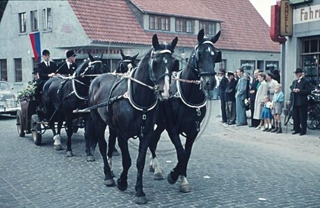 Pferde und Kutsche bei Umzug in Vechta