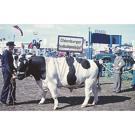 Oldenburger Herdbuchgesellschaft 1952