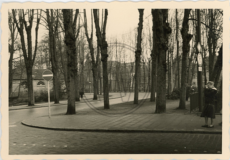 Bäume am Paradewall um 1960